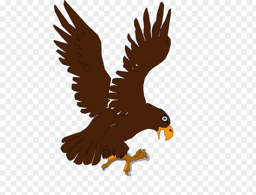 Bird Of Prey Bald Eagle Clip Art PNG