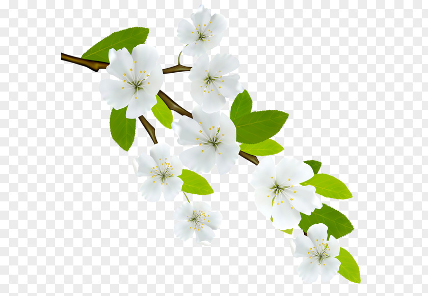 Branch Flowering Dogwood Clip Art PNG