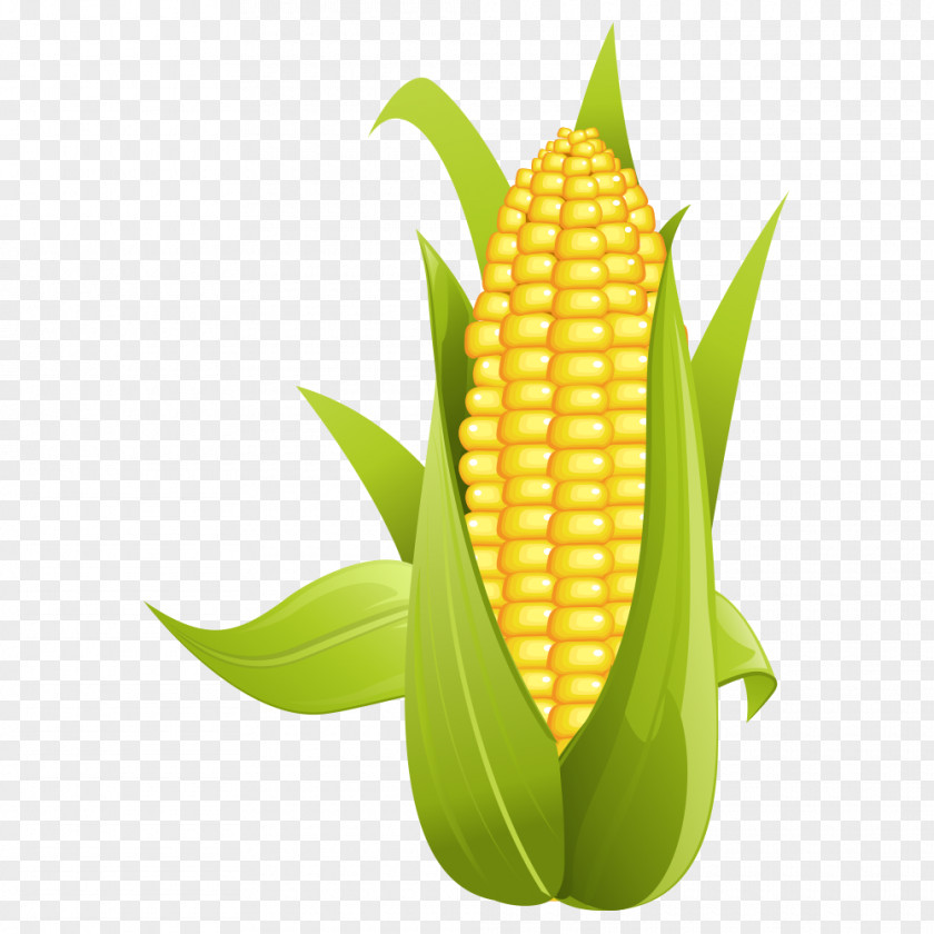Corn On The Cob Maize Clip Art PNG