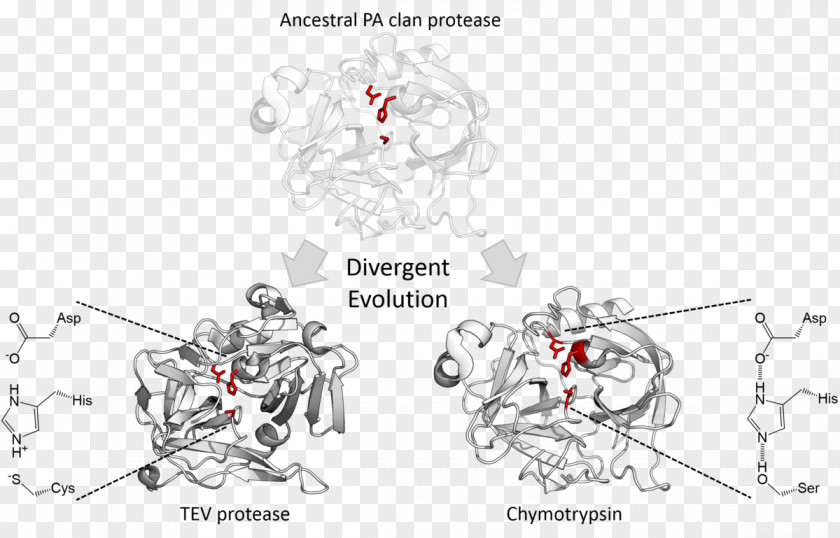 Divergent Evolution Serine Protease Catalytic Triad Chymotrypsin PNG