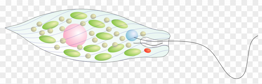 Euglena Protist Euglenoids Biology Organism Euglenozoa PNG