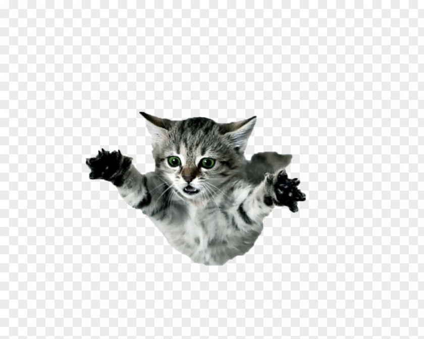 Fly Desktop Wallpaper Cat Display Resolution Kitten PNG