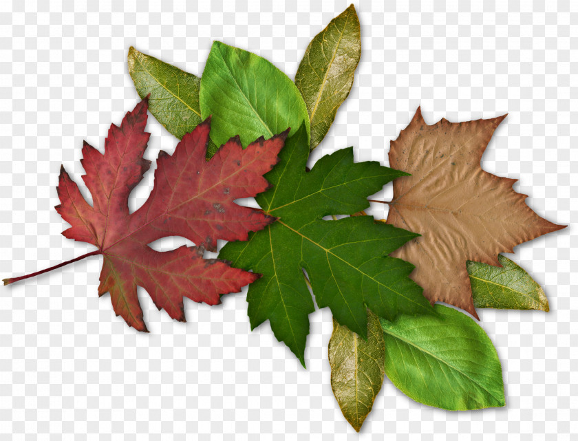 Leaf Bookmark Maple PNG