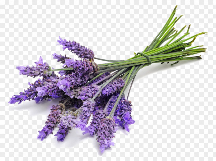 Oil English Lavender Essential Distillation PNG
