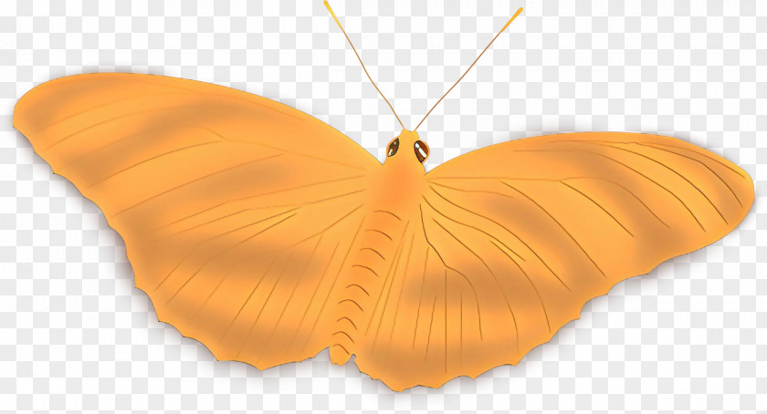 Orange PNG