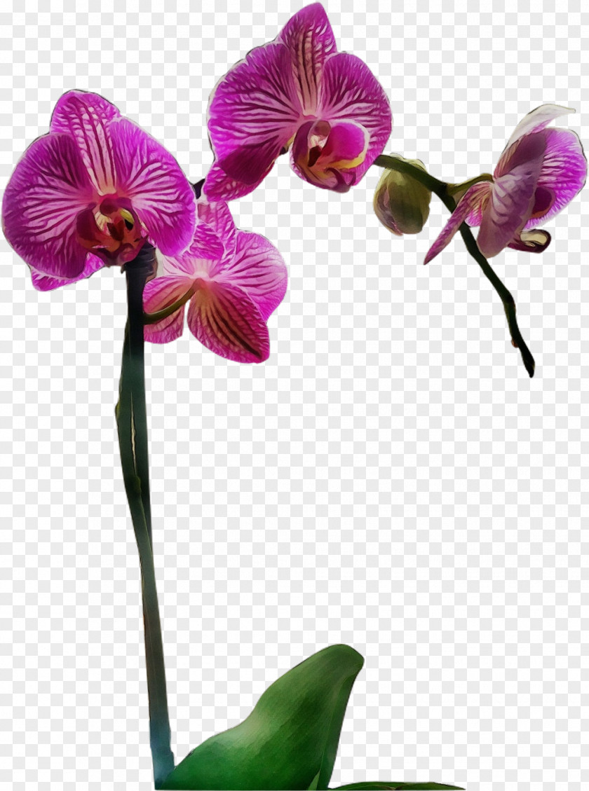 Pedicel Purple Flower Flowering Plant Moth Orchid Violet PNG