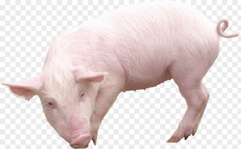 Pig Image Clip Art PNG
