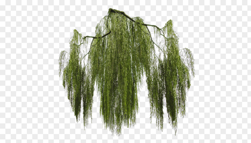 Tree Weeping Willow Clip Art PNG
