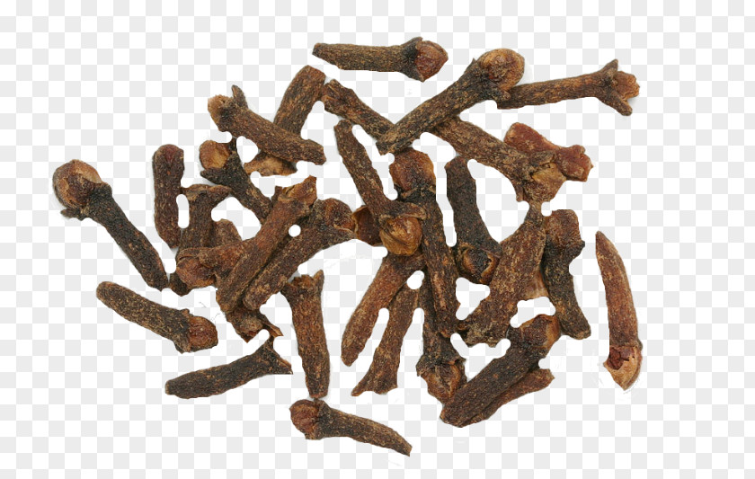 Arthritis Clove Maluku Islands Spice Nutmeg Herb PNG