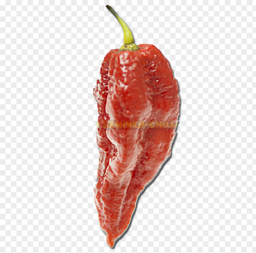 Bhut Jolokia Chili Pepper Infinity Trinidad Moruga Scorpion Butch T Naga Morich PNG