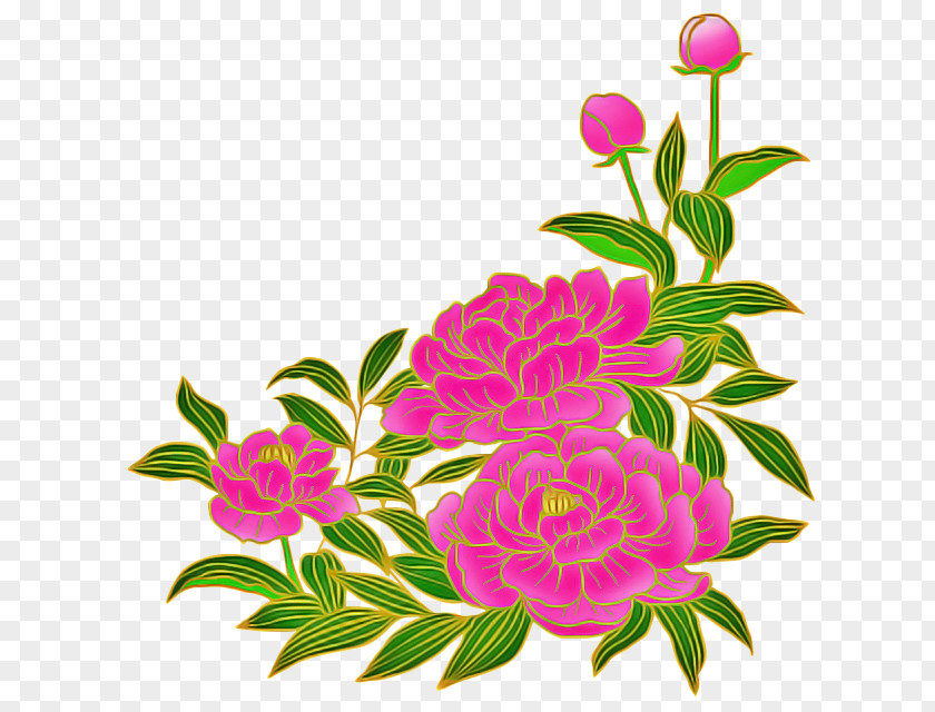 Common Peony Cut Flowers Flower Pink Plant Flowering Petal PNG
