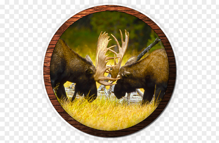Deer Moose Gray Wolf Elk Game Meat PNG