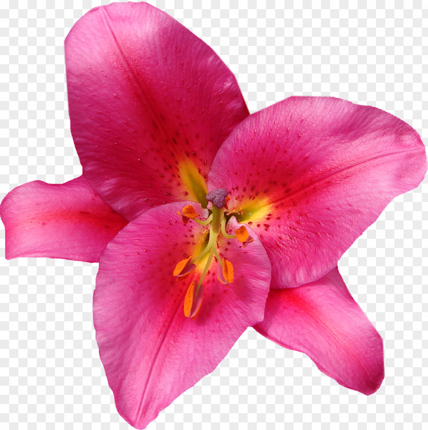 Lily Flower Lilium Pink Clip Art PNG
