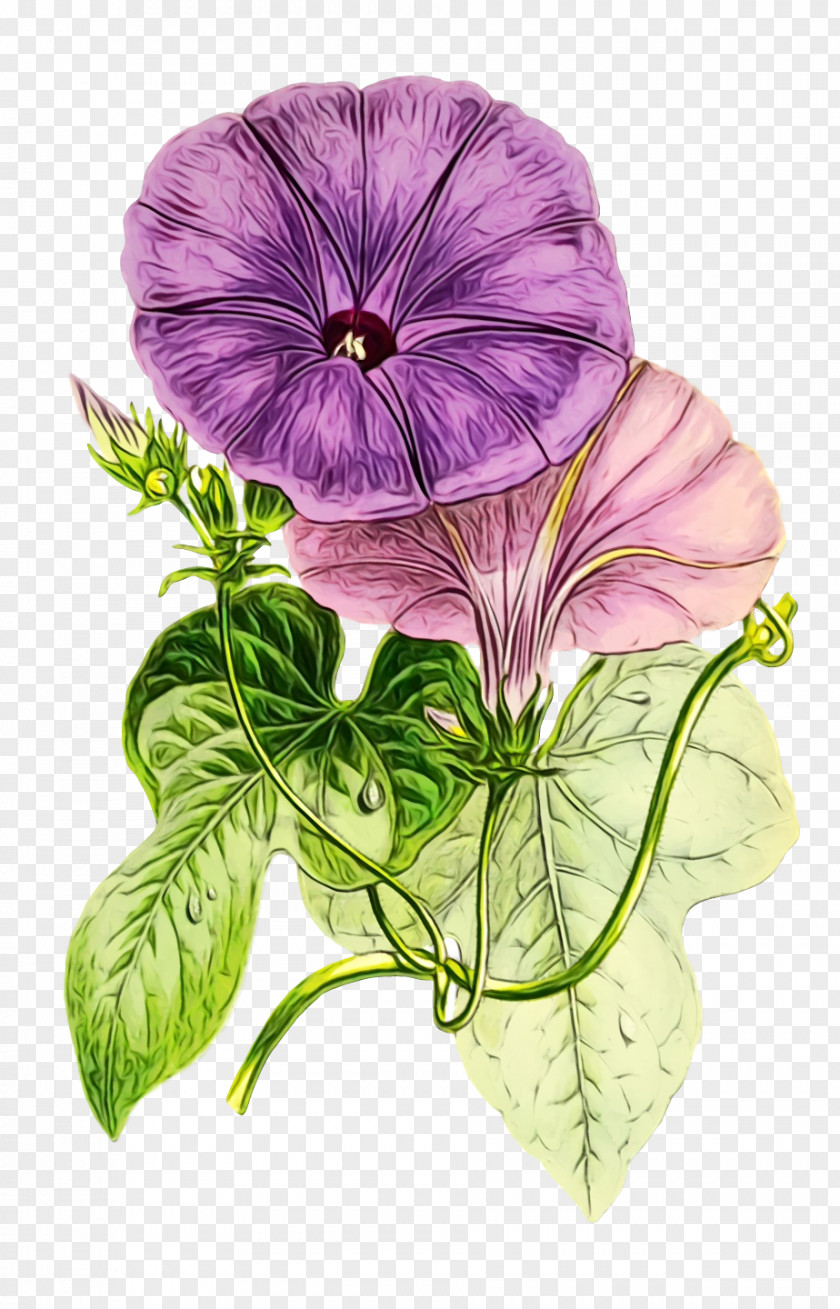 Pansy Annual Plant Herbaceous Herb Geranium M PNG