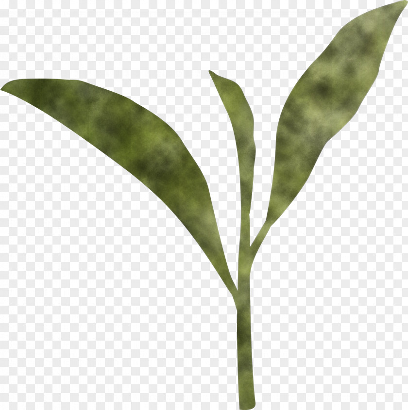 Tea Leaves Leaf Spring PNG