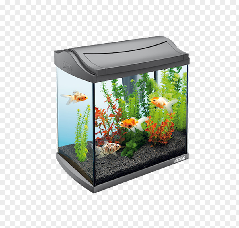 Fish Siamese Fighting Goldfish Aquarium Filters Tetra PNG