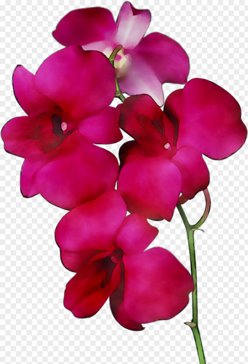 Moth Orchids Cut Flowers Pink M Herbaceous Plant PNG