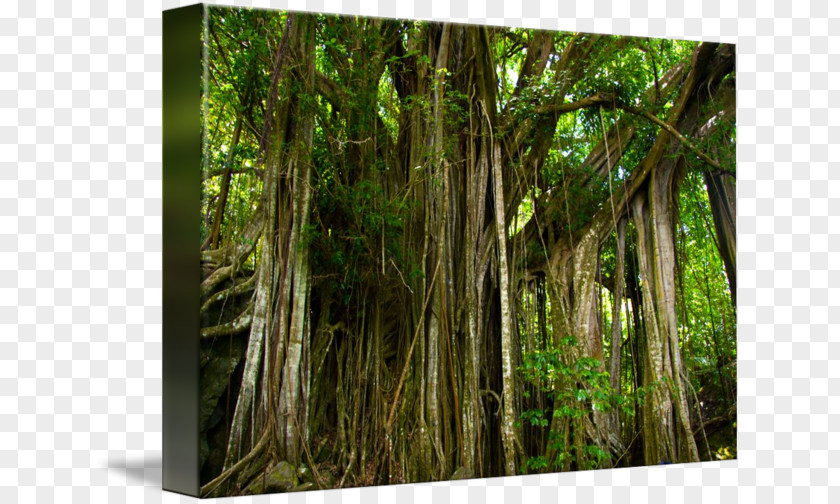 Banyan Valdivian Temperate Rain Forest Tree Rainforest Broadleaf And Mixed PNG