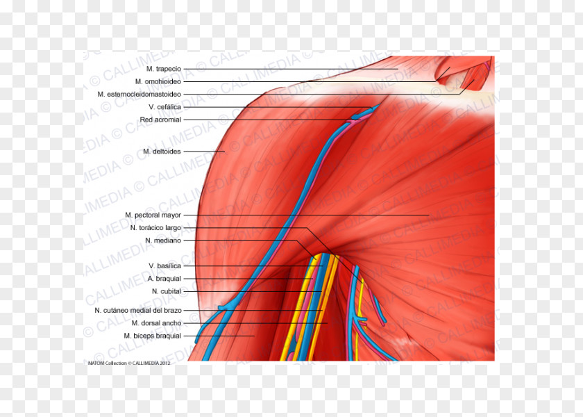 Basilica Shoulder Deltoid Muscle Nerve Anatomy PNG