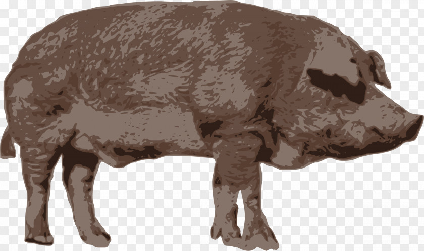 Boar Stamp Domestic Pig Openclipart Clip Art Image PNG