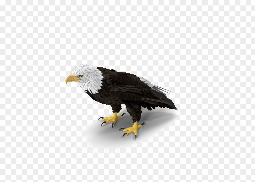 Eagle Bald Image Bird PNG