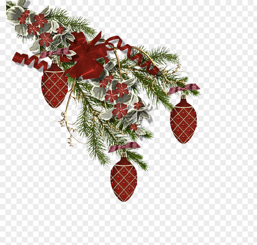 Holly Fir PNG