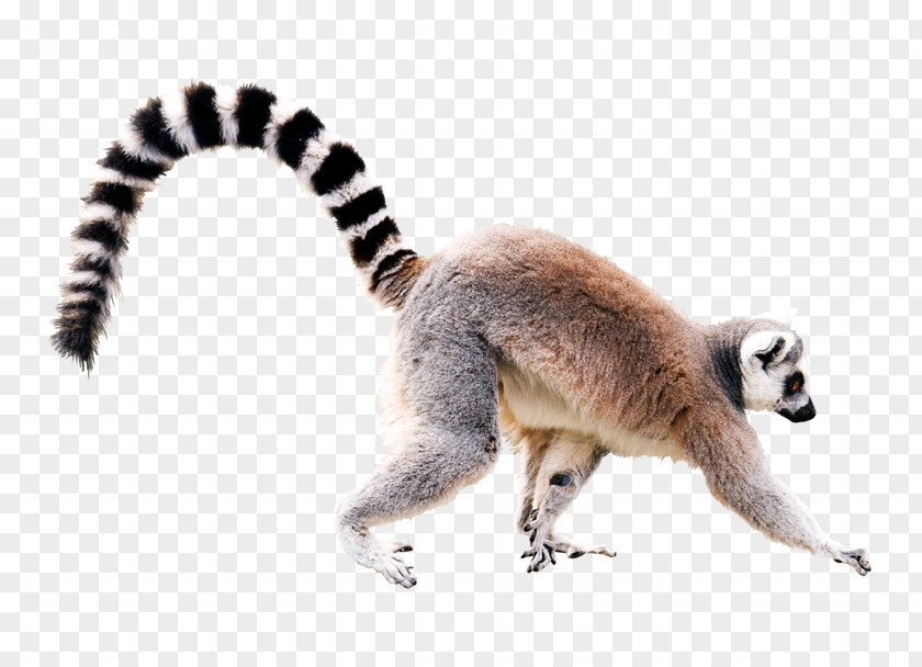 Lemur Lemurs Primate Black-and-white Ruffed Ring-tailed Stock Photography PNG