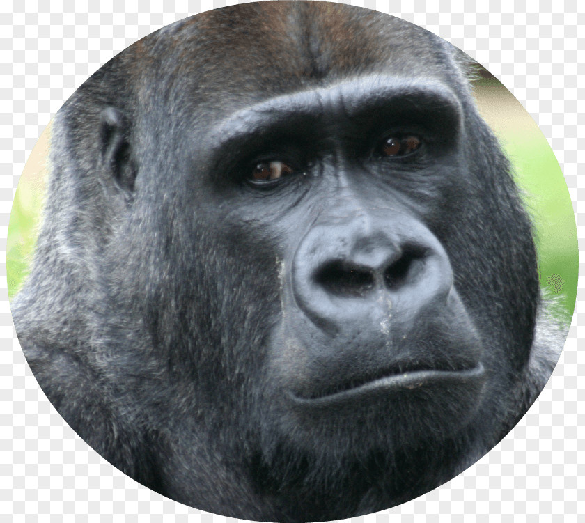 Primate Ape Western Lowland Gorilla Mountain Animal PNG