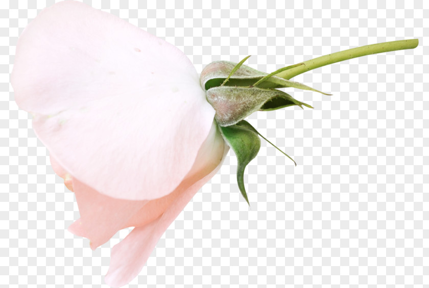 Rose Wedding Fashion Polyvore Flower PNG