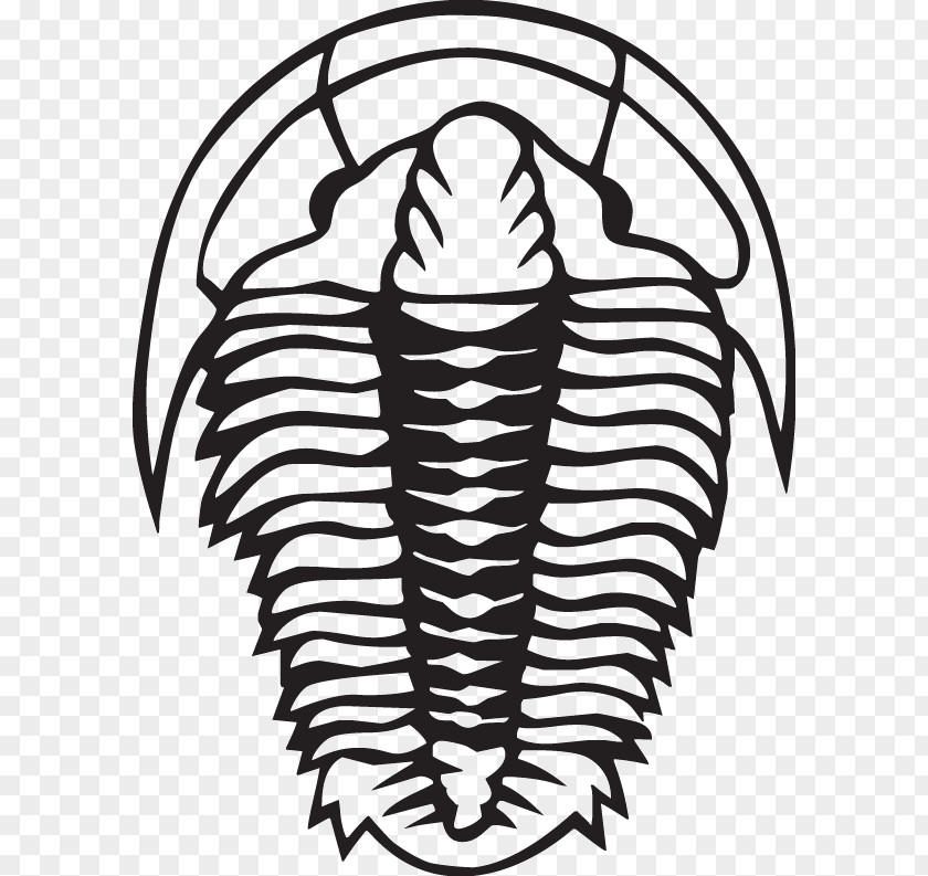 Trilobite Fossil Clip Art PNG