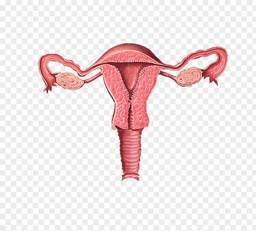 Woman Female Reproductive System Pelvic Inflammatory Disease Ovary PNG