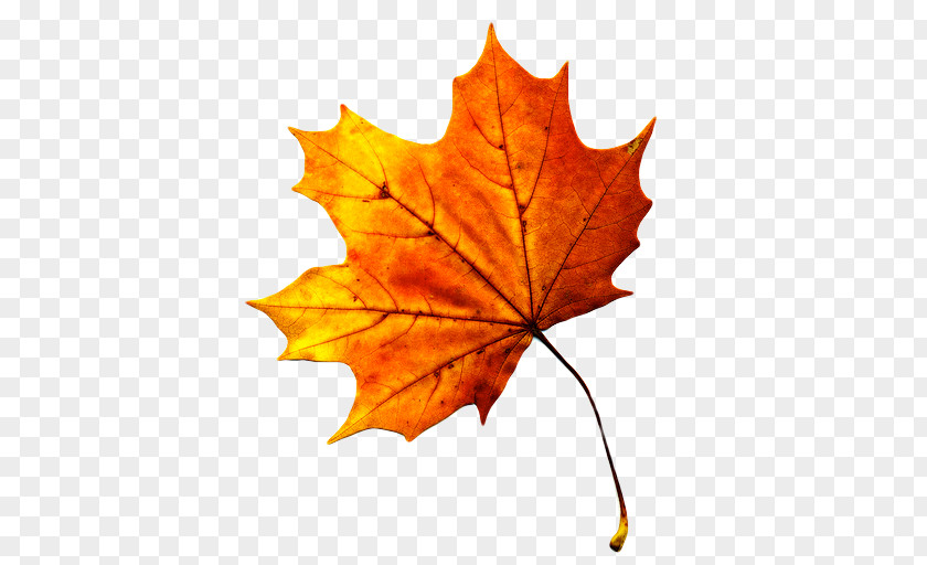 Yellow Maple Leaves Autumn Leaf Color Clip Art PNG
