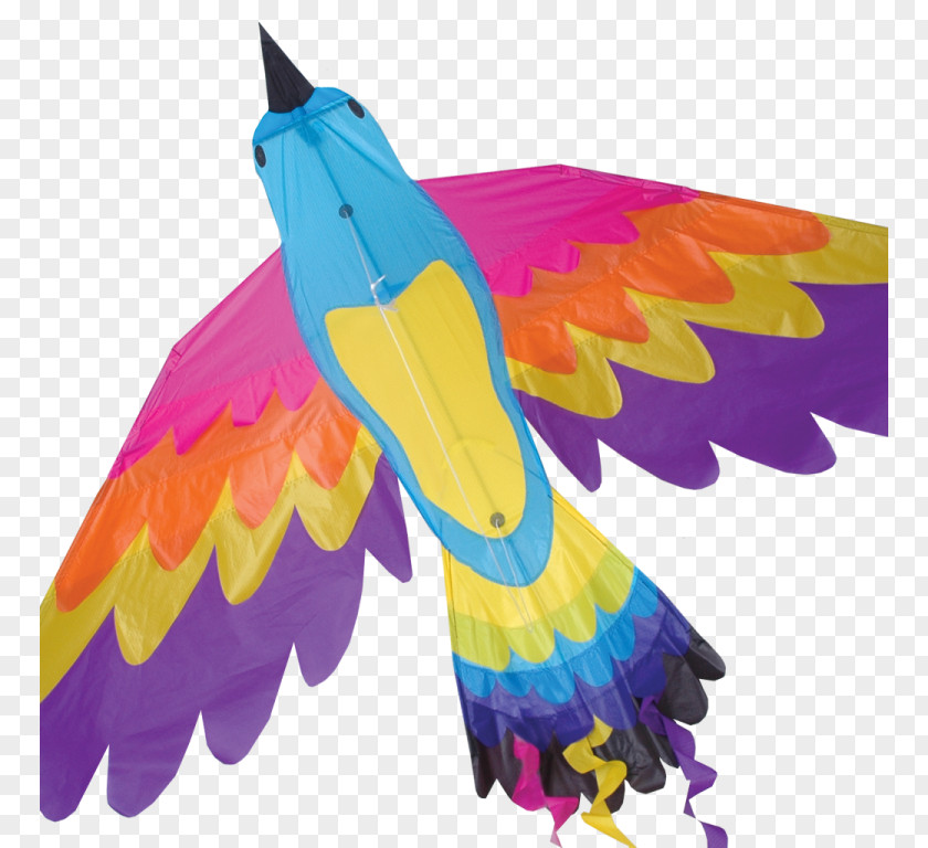Bird Sport Kite Parrot Macaw PNG