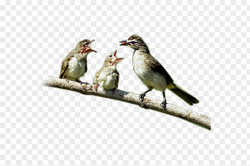 Birds House Sparrow Bird Finch PNG