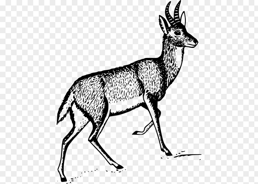 Deer Antelope Clip Art PNG