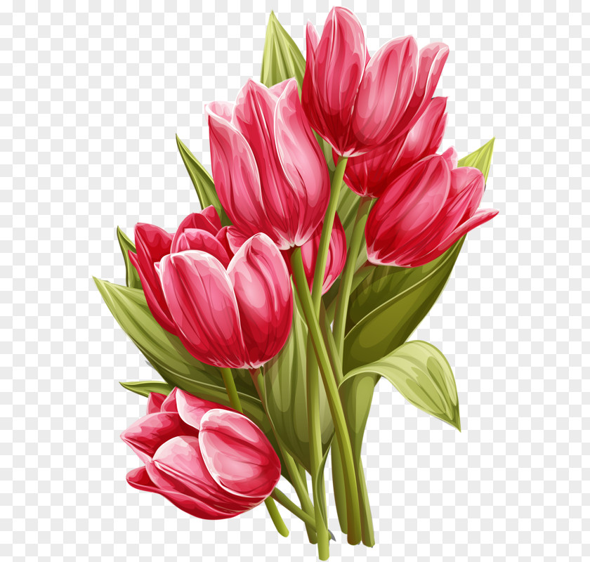 Hand-painted Tulip Flower Watercolor Painting Clip Art PNG