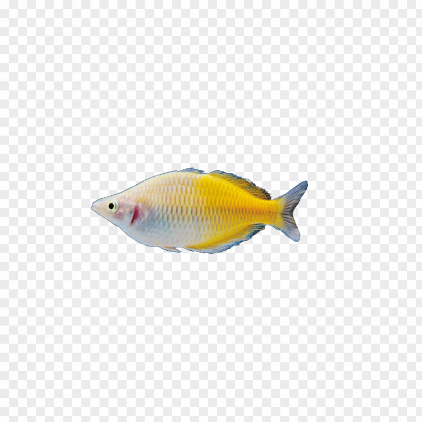 Insects, Fish Bird Computer File PNG