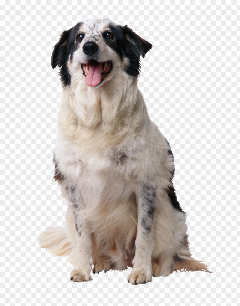 Puppy Border Collie American English Coonhound Dog Training Toilet PNG