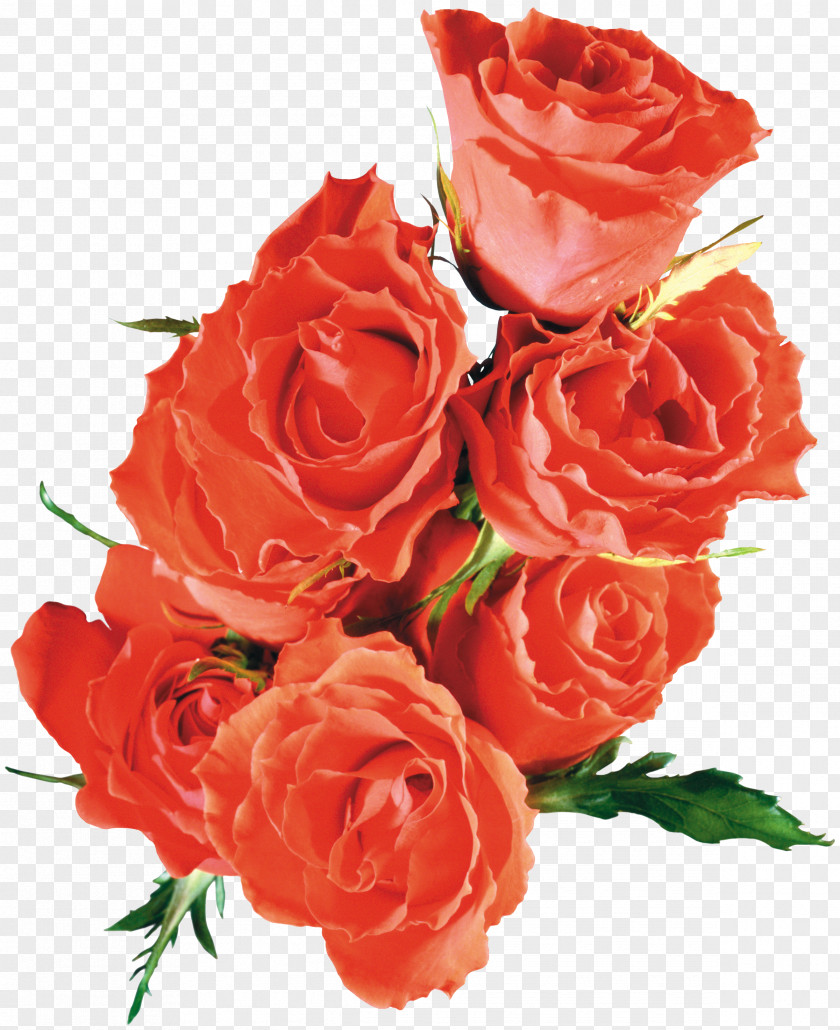 Red Rose Beach Flower Garden Roses If(we) PNG