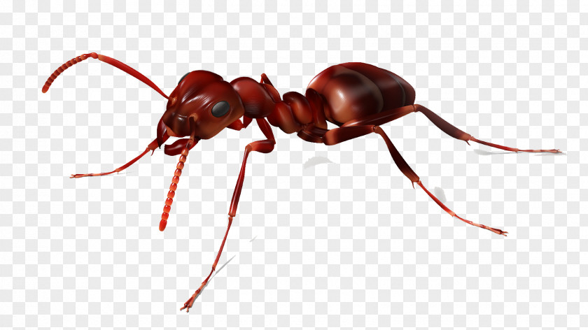 Ants Material Fly Net The Red Imported Fire Ant Insect PNG