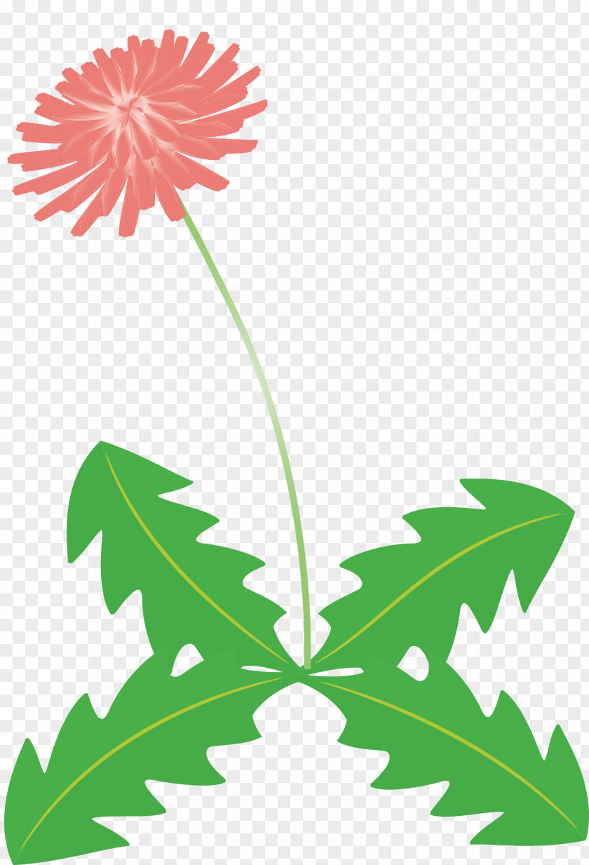 Dandelion Flower PNG