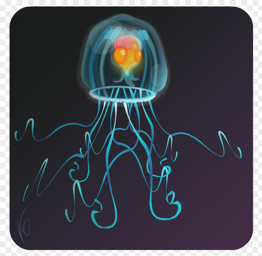 Jellyfish Immortal Turritopsis Nutricula Marine Invertebrates PNG