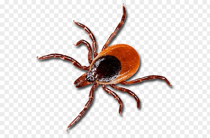 Tick Lyme Disease Health Chronic Condition PNG