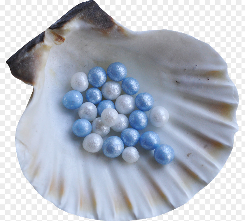 Ub Seashell Snail Conchology Clip Art PNG
