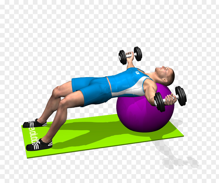Yoga Ball Medicine Balls Exercise Fly Dumbbell PNG