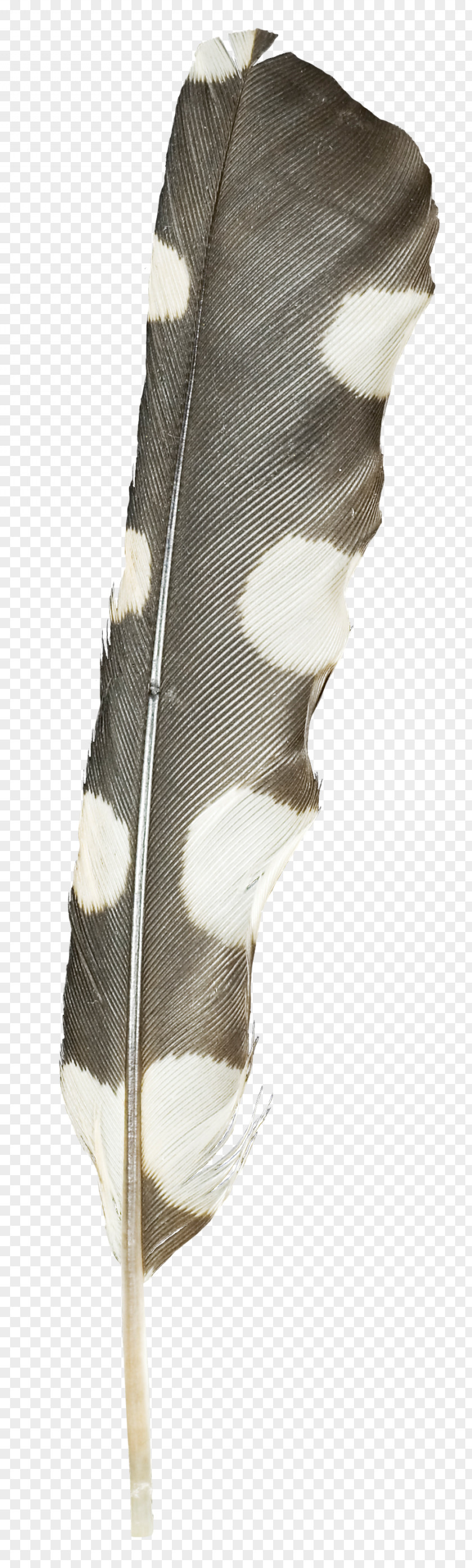Bird Feather Anthology PNG