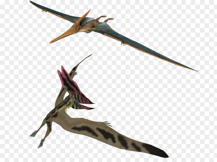 Feather Thalassodromeus Flight Wing Pterosaurs PNG