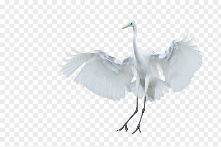 Swan Duck Wings Claws Cygnini Bird PNG