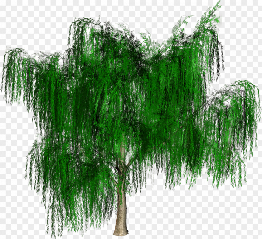 Tree Forest Woody Plant PNG
