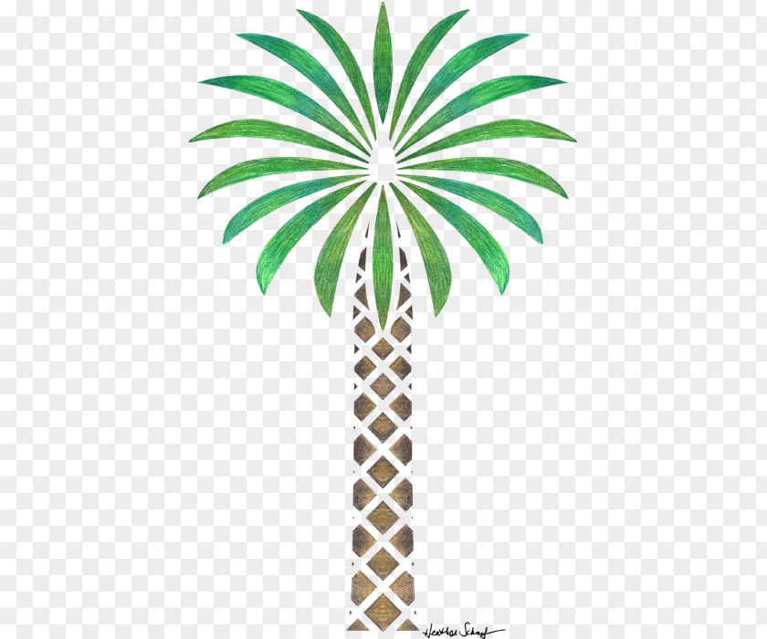 Date Palm Arecaceae Tree Drawing Woody Plant PNG